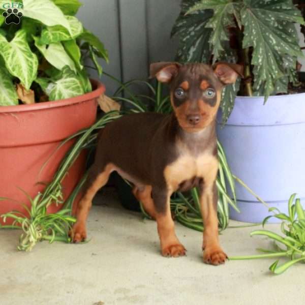 Milo, Miniature Pinscher Puppy