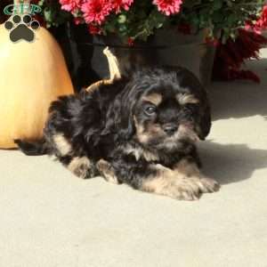 Milo, Cavapoo Puppy