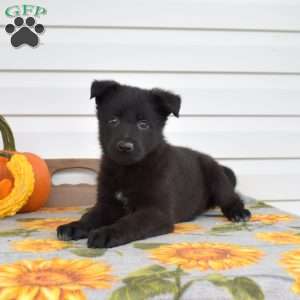 Milo, German Shepherd Puppy