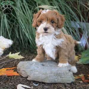 Milo, Cavapoo Puppy