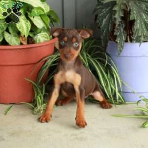 Milo, Miniature Pinscher Puppy