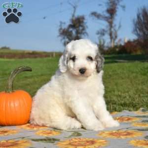Milo, Mini Bernedoodle Puppy