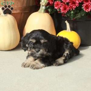 Milo, Cavapoo Puppy