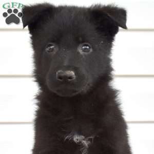 Milo, German Shepherd Puppy