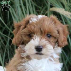Milo, Cavapoo Puppy