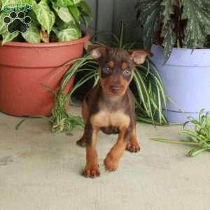 Milo, Miniature Pinscher Puppy