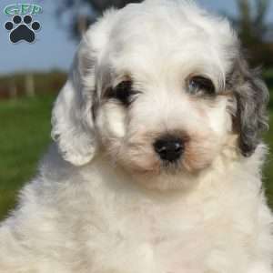 Milo, Mini Bernedoodle Puppy