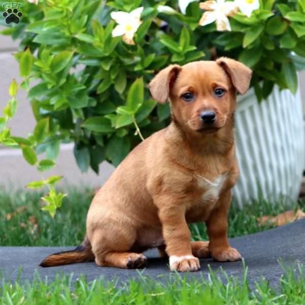 Milo, Welsh Corgi Mix Puppy