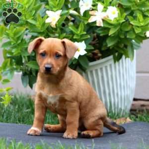 Milo, Welsh Corgi Mix Puppy