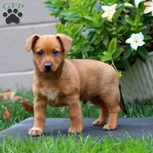 Milo, Welsh Corgi Mix Puppy
