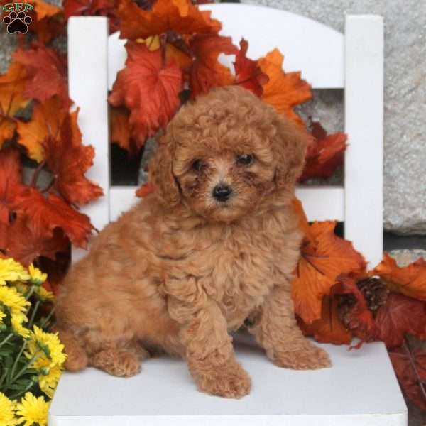 Mimi, Toy Poodle Puppy