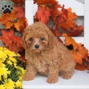 Mimi, Toy Poodle Puppy