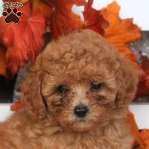 Mimi, Toy Poodle Puppy