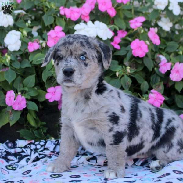 Mindy, Labrador Mix Puppy
