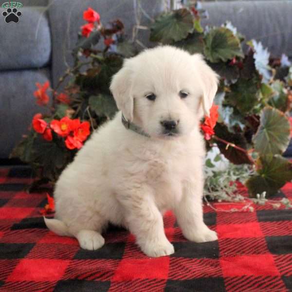 Mindy, English Cream Golden Retriever Puppy
