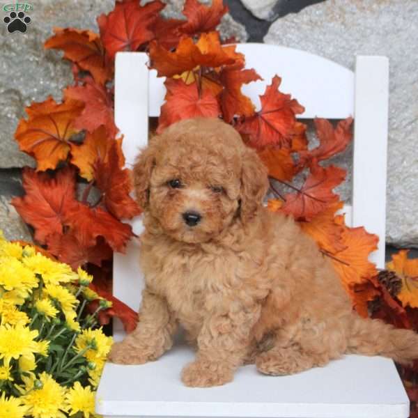 Mindy, Toy Poodle Puppy