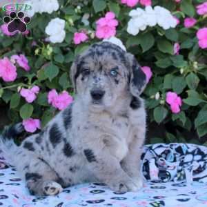 Mindy, Labrador Mix Puppy