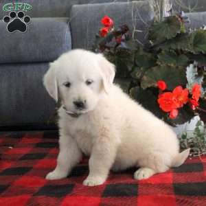 Mindy, English Cream Golden Retriever Puppy