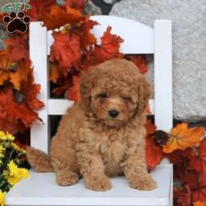 Mindy, Toy Poodle Puppy