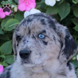 Mindy, Labrador Mix Puppy