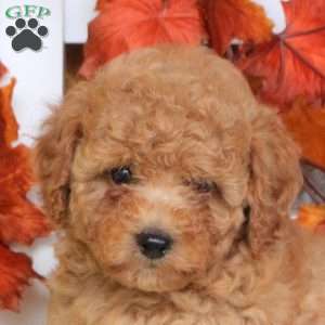 Mindy, Toy Poodle Puppy