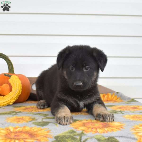 Minnie, German Shepherd Puppy