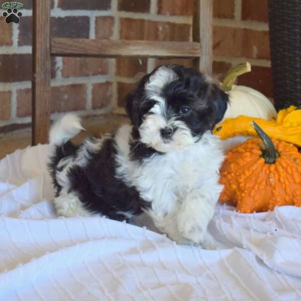 Minnie, Shih-Poo Puppy
