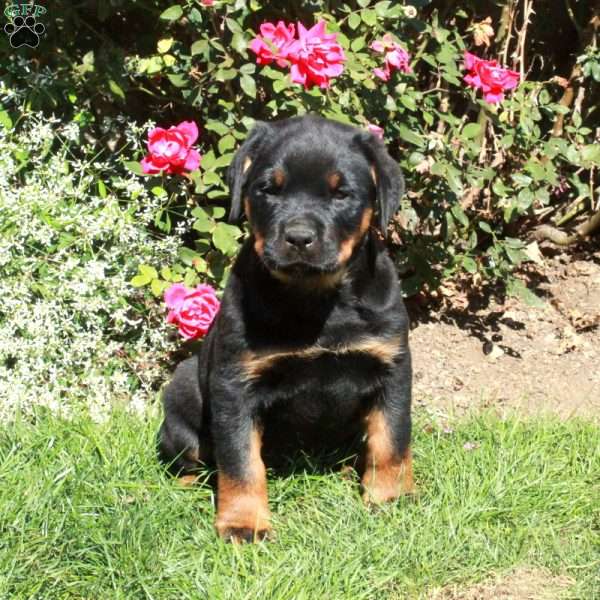 Minnie, Rottweiler Puppy