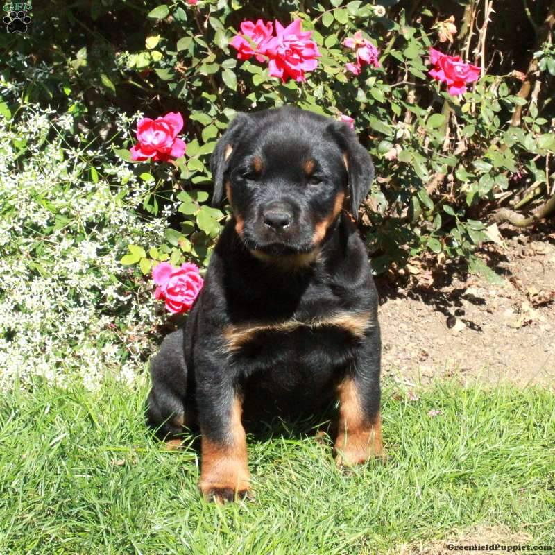 Minnie (Rottweiler, Female) in Quarryville, PA