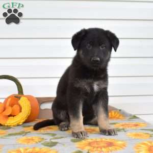 Minnie, German Shepherd Puppy