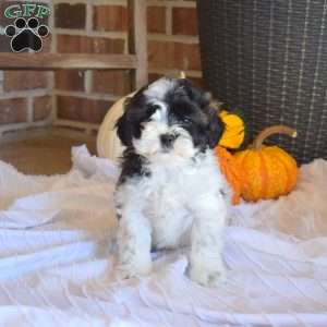 Minnie, Shih-Poo Puppy