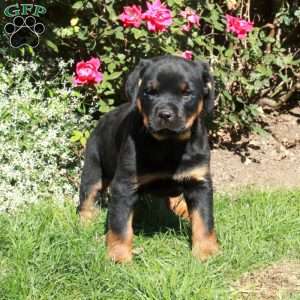 Minnie, Rottweiler Puppy