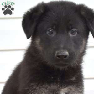 Minnie, German Shepherd Puppy