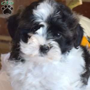 Minnie, Shih-Poo Puppy