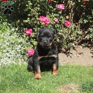 Minnie, Rottweiler Puppy
