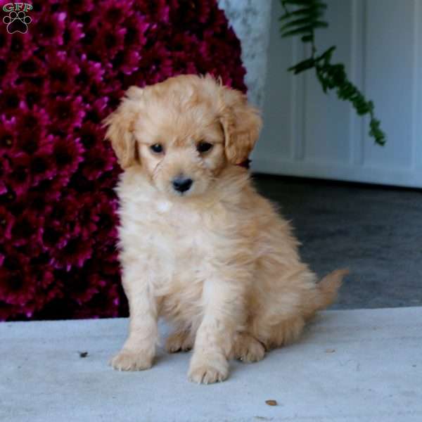 Minnie, Mini Goldendoodle Puppy