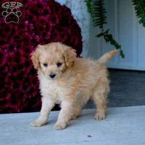 Minnie, Mini Goldendoodle Puppy