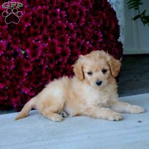 Minnie, Mini Goldendoodle Puppy