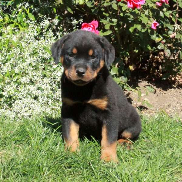 Missy, Rottweiler Puppy