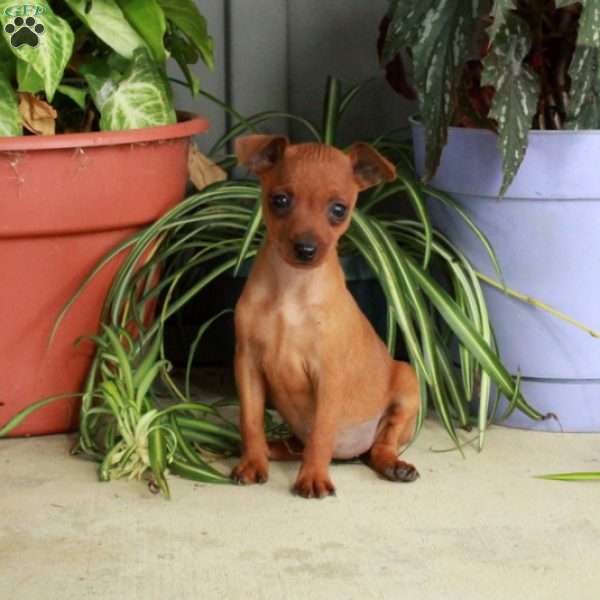 Missy, Miniature Pinscher Puppy
