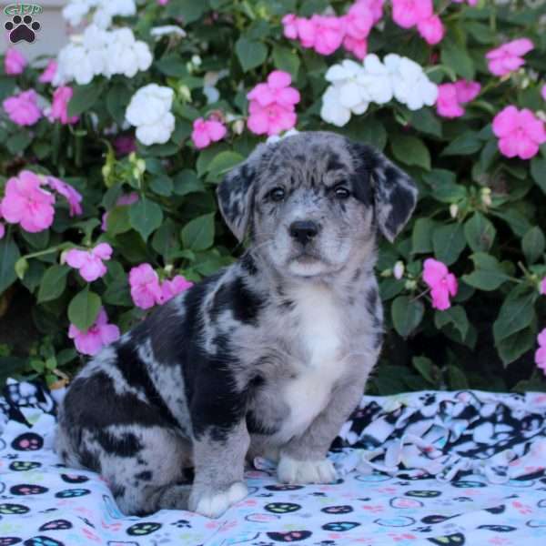 Missy, Labrador Mix Puppy