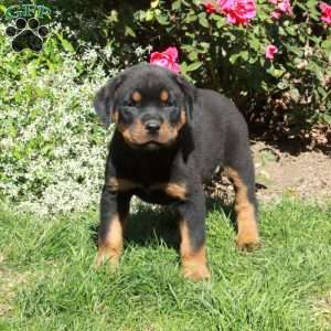 Missy, Rottweiler Puppy