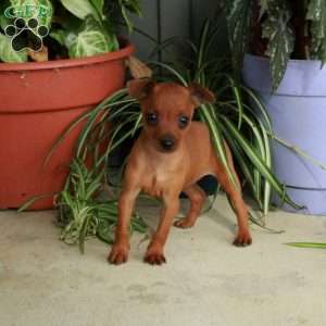 Missy, Miniature Pinscher Puppy