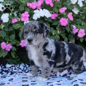 Missy, Labrador Mix Puppy
