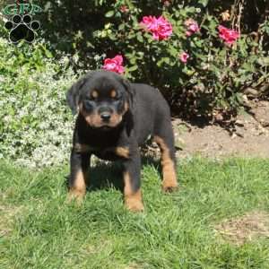 Missy, Rottweiler Puppy