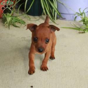 Missy, Miniature Pinscher Puppy
