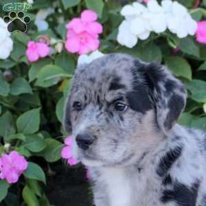Missy, Labrador Mix Puppy