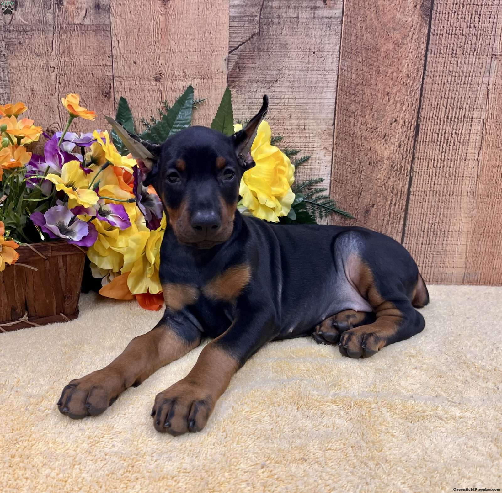 Misty (Doberman Pinscher, Female) in Rome, PA