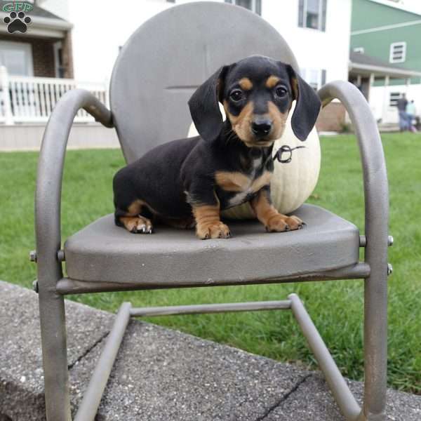 Misty, Dachshund Puppy