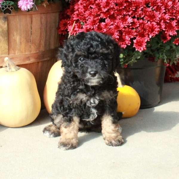 Misty, Cavapoo Puppy
